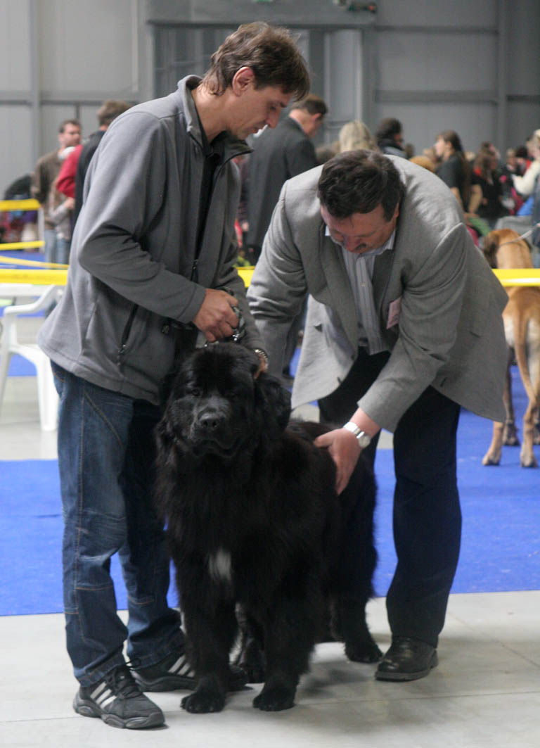 Bellani Pallas Daltori